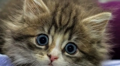 Kitten poje polnilo za stranišče, kaj storiti kot nevarno